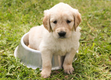 Load image into Gallery viewer, Puppy Reduced Allergen Beginner&#39;s Bags ( 4 Week Supply) (Beef Free)
